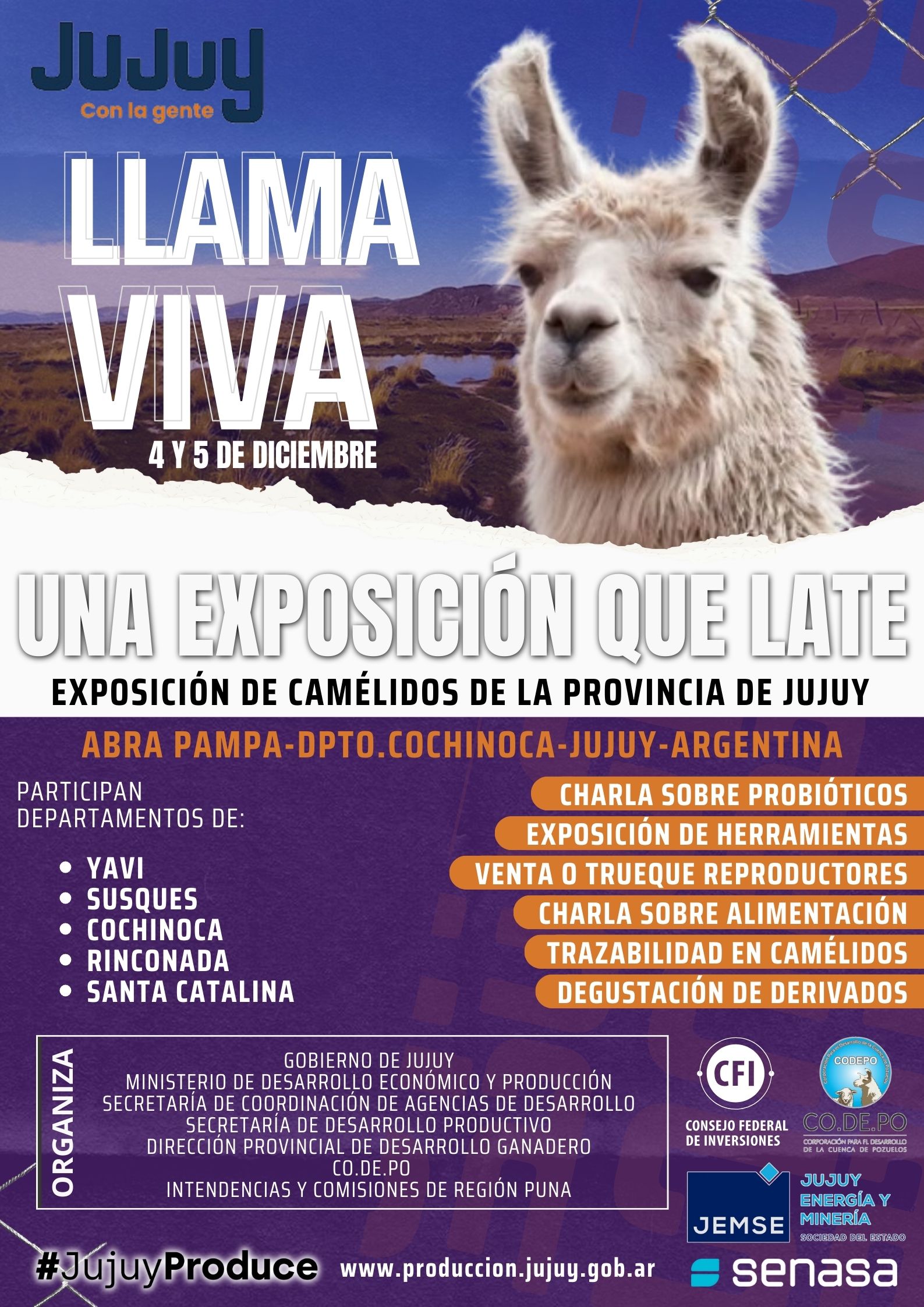 LLAMA VIVA: UNA EXPOSICIÓN QUE LATE” llega a Abra Pampa para celebrar la vida y el trabajo en torno a los camélidos