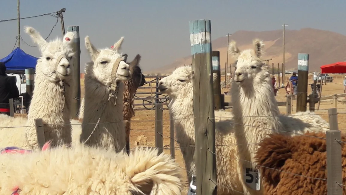 “LLAMA VIVA: UNA EXPOSICIÓN QUE LATE” SE REALIZÓ CON TOTAL ÉXITO EN ABRA PAMPA