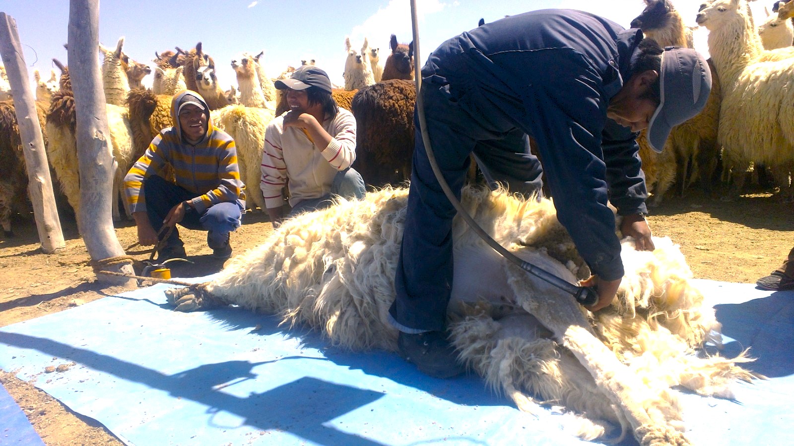 Se realizarán estudios a la Fibra de Llama Jujeña en Estados Unidos