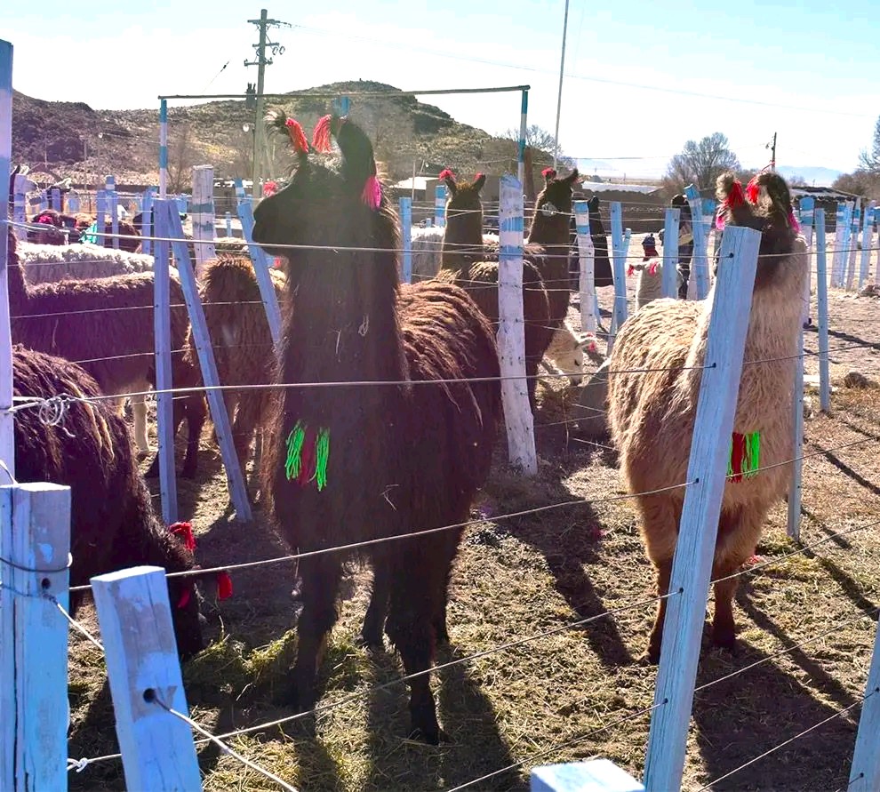 IMPORTANTE ACOMPAÑAMIENTO A LA EXPO-FERIA TAMBILLOS 2026.