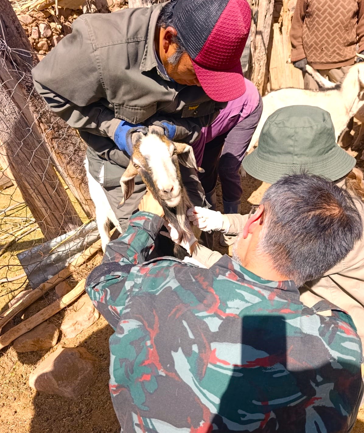 AVANZAN LOS CONTROLES SANITARIOS PARA PREVENIR LA BRUCELOSIS EN LA LOCALIDAD DE CHORRILLOS.